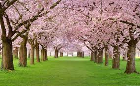 Japanese desktop backgrounds wallpaper cave. Cherry Blossom Japan Hd Wallpaper Wallpaper Flare