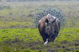 The Comedy Wildlife Photography Awards 2018 Has Funny Animal Photography Wild Animals Photography Comedy Wildlife Photography Wildlife Photography