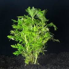 Beberapa jenis tanaman yang cocok untuk ditanam dalam aquascape adalah spatterdock, valisneria, cabomba, tiger nymphea lotus tenelus atau rumput air, echinodorus, dan. Apa Saja Tanaman Aquascape Untuk Pemula Yang Sesuai