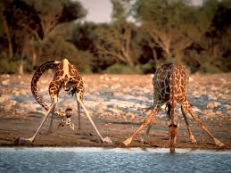 We did not find results for: If Cartoon Characters Appeared In Real Life Settings