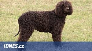 Image result for irský vodní španěl