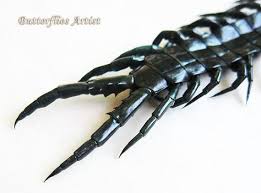 Black And Yellow Centipede Philippines Centipede Sp From Indonesia In Museum By Butterfliesartist Risunki Tatuirovok Estetika Illyustracii