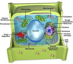 The cell is the structural and functional unit of life, which is also known as building blocks of life. the cell contains cytoplasm with proteins and different nucleic acids, which is bounded by a membrane. Plant And Animal Cells Test Flashcards Quizlet