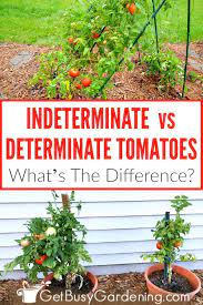 Determinate tomato plants are smaller plants, often referred to as a bush, which will grow to a certain height, set fruit and then ripen all at once. How To Tell Determinate Vs Indeterminate Tomatoes Gardening For Beginners Determinate Vs Indeterminate Tomatoes Types Of Tomatoes