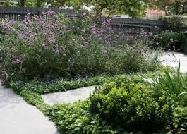Ben Scott Garden Design Maitland St Garden Design Plant Life Plants