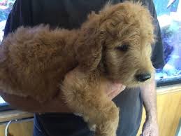Find this pin and more on puppies for sale by puppyfinder. Goldendoodle Puppy For Sale In Scottsdale Az Adn 49419 On Puppyfinder Com Gender Male Age 6 Weeks Old Goldendoodle Puppy Puppies For Sale Goldendoodle