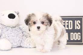 Our puppies are raised underfoot in our home. View Ad Zuchon Puppy For Sale Near Florida Naples Usa Adn 28907