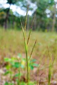 Image result for Andropogon fastigiatus