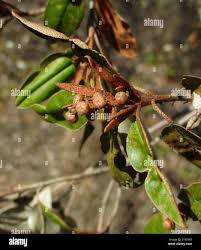 Image result for Croton gratissimus