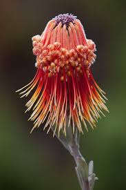 pin by jesus diaz on صور خرافية strange flowers beautiful flowers unusual flowers