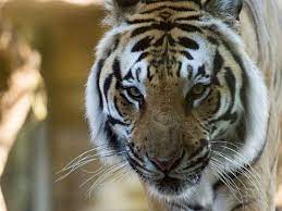 Pin On Tigers