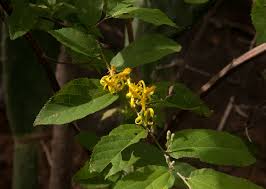 Image result for Grewia flavescens