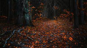 Perfect for your desktop home screen or for your mobile. Autumn Leaves In A Dark Forest Uhd 8k Wallpaper Pixelz Cc
