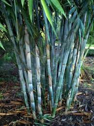 In this article, we share 5 of the most commonly used roofing systems for our bamboo buildings bamboo has endless possibilities and when combined with creativity, it can lead to a wide range of interesting shapes. 50 Blue Bamboo Seeds Privacy Plant Garden Clumping Exotic Shade 383 Us Seller Ebay