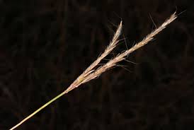 Image result for Andropogon schirensis