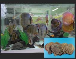 20 Catappa Tropical Indian Almond Leaves Discus Pompadour Breeding Freshwater Discus Breeds Betta Fish