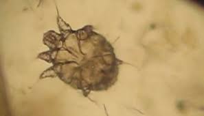 Image result for svrab na k%u016F%u017Ei