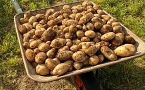 Les pommes de terre préfèrent les sols plutôt acides ; Culture De La Pomme De Terre Plantation Buttage Arrosage Et Recolte Dossier