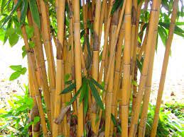 All clumping bamboo products for sale. Buy Golden Bamboo Phyllostachys Aurea Plantslive Plantslive