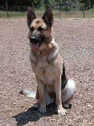 War Crys Kavik War Cry German Shepherds Breeder Of German Shepherd Dogs In Southern California German Shepherd Breeders German Shepherd Dogs Dogs