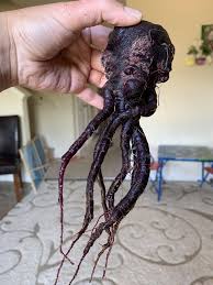 Pin On Gardening