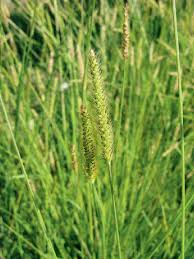 Image result for Setaria parviflora
