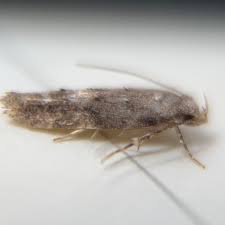 Image result for Exoteleia dodecella
