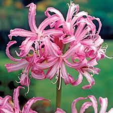 pink spider lily lily plants lily bulbs lilly plants