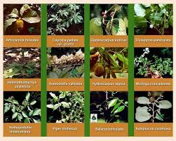 Medicinal Herbs And Their Uses Herbs And Their Uses