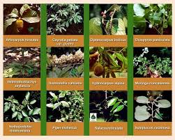 medicinal herbs and their uses herbs and their uses