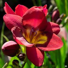Image result for Freesia grandiflora
