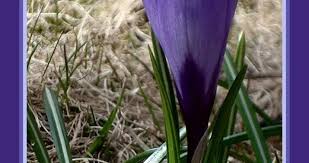 Program vår/sommar 2017