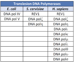 Chapter 12 Dna Damage And Repair Chemistry