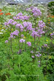 Image result for Thalictrum