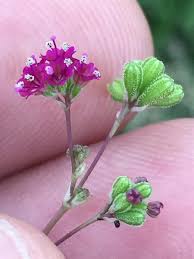 Image result for Boerhavia