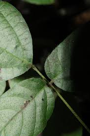 Image result for Hylodesmum repandum