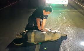 Hal ini bermanfaat bagi para ibu yang memiliki bayi, guna memberikan pertolongan pertama sewaktu sang anak tak sadarkan diri atau tampak tak bernapas. Bayi Gajah Yang Ditabrak Sepeda Motor Bertahan Setelah Menerima Cpr Di Thailand