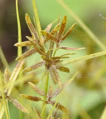 Image result for Pycreus flavescens