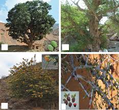 Image result for Lippia somalensis