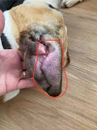 Image result for abscess dog's ear flap