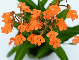 Image result for Habenaria arenaria