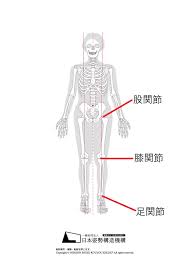 自転車に乗っていると5分くらいで股関節が痛くなります｜姿勢治療家が伝える正しいカラダの使い方【骨格】 | 仲野整体（整體）東京青山（表参道・渋谷）治療院