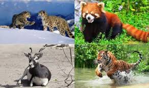 Below you'll discover the complete list of animal names our researchers have written about so far. 10 Endangered Animals In India That You Should See Before They Vanish