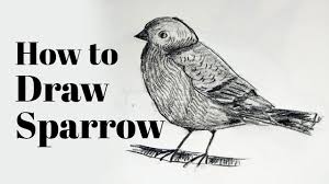 Sparrow Bird Drawing For Kids With Colour How To Draw Sparrow In 2020 Bird Drawings Drawings Sparrow Drawing
