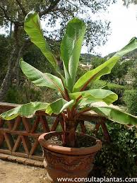 Image result for Ensete ventricosum
