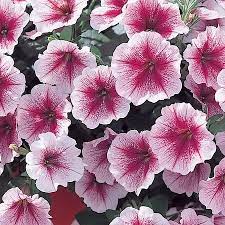Trailing Petunia Seeds 50 Varieties Flower Seeds Annual Flowers Flower Seeds Petunias