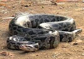 5 الثعبان الهندي اكبر ثعبان في العالم jungle book snake photo
