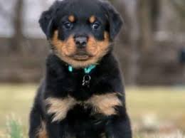 Enjoy watching funny rottweiler puppies in this videos compilation. Female Rottweiler Puppies For Sale Rottieforsale Com