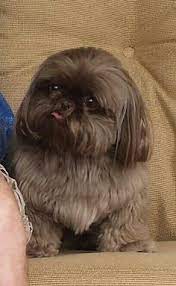 Use the search tool below and browse adoptable shih. Chocolate Shih Tzu For Sale Google Search Shih Tzu Shih Tzu Puppy Puppies