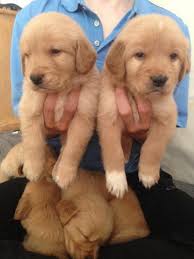 (pender county animal shltr, 3280 new savannah rd. Golden Retriever Puppies 5 Weeks Old Taking Deposits 9 Puppies For Sale In Hampstead North Carolina Classified Americanlisted Com
